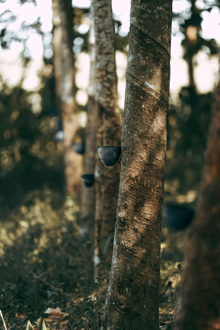 Rubberwood van Erperium
